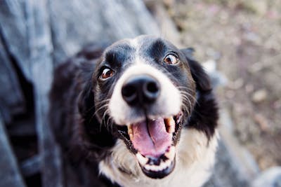 Guía paso a paso para presentar correctamente dos perros